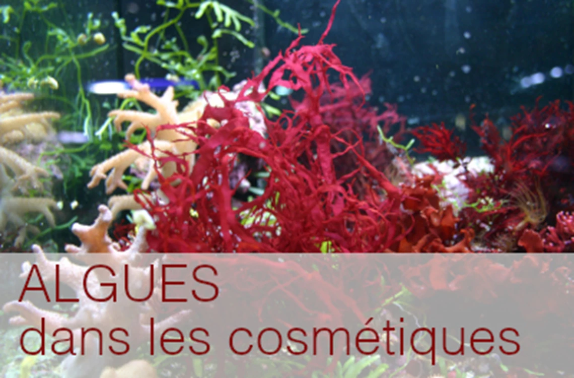 Algue rouge_Teaser_FR