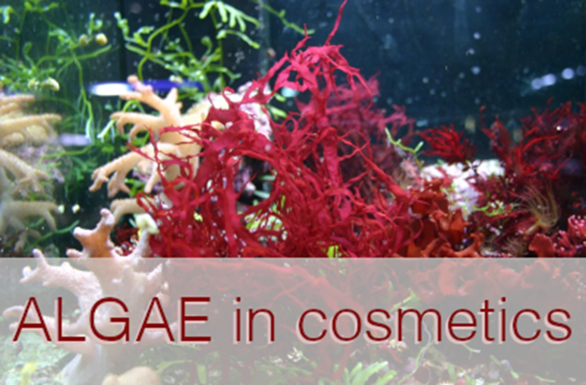 Red algae_Teaser_EN