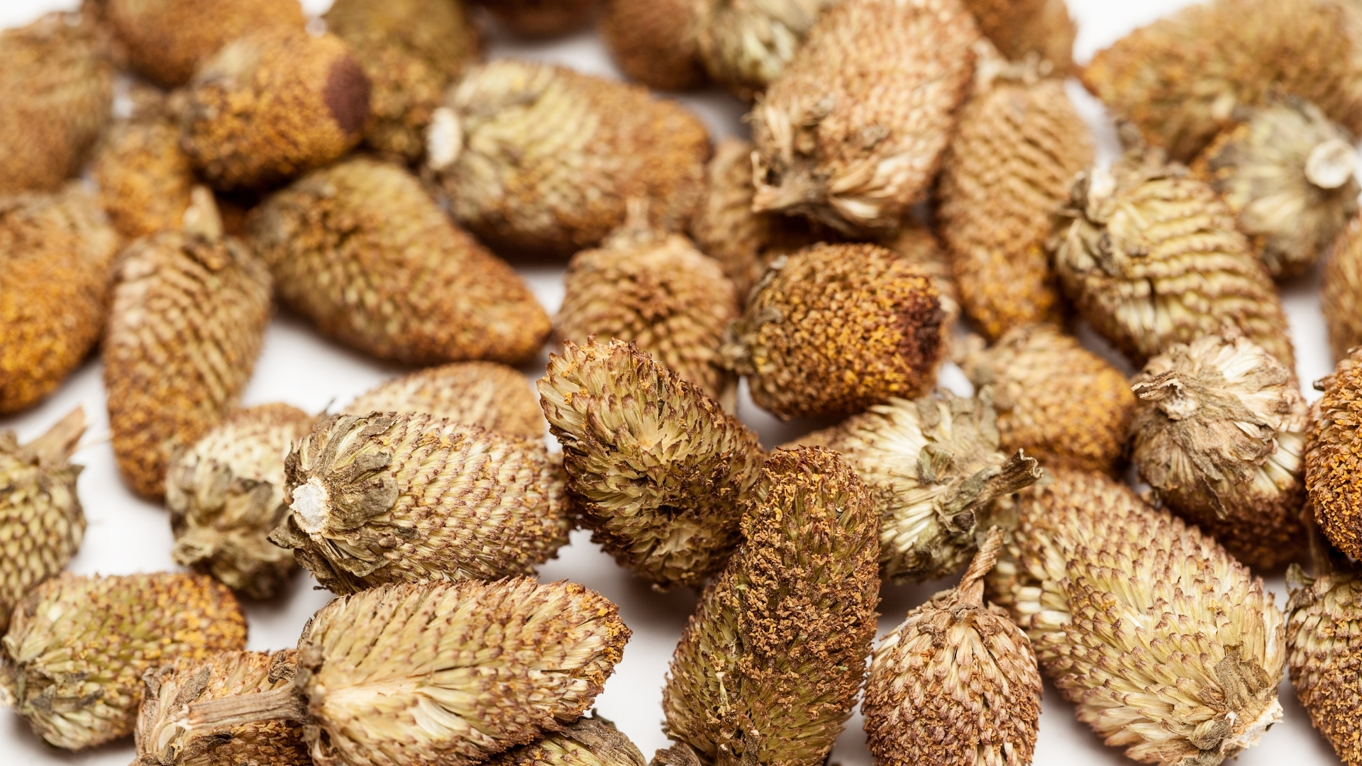 Acmella Oleracea in der Hautpflege