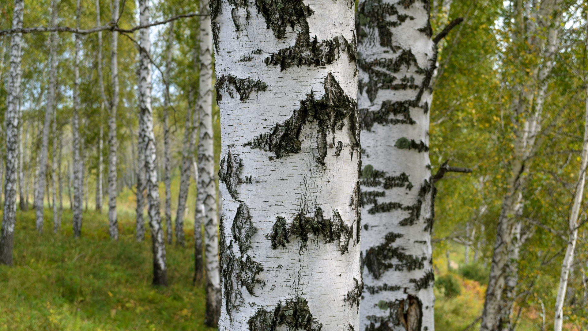 Betulin in der Hautpflege