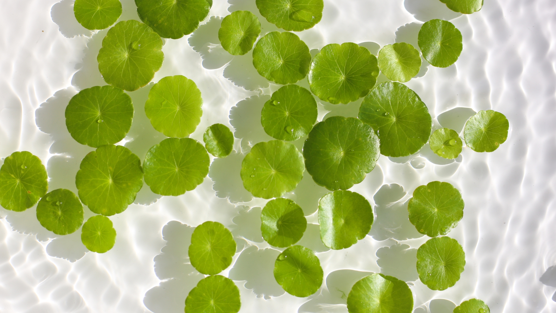Centella asiatica Extrakt in der Hautpflege