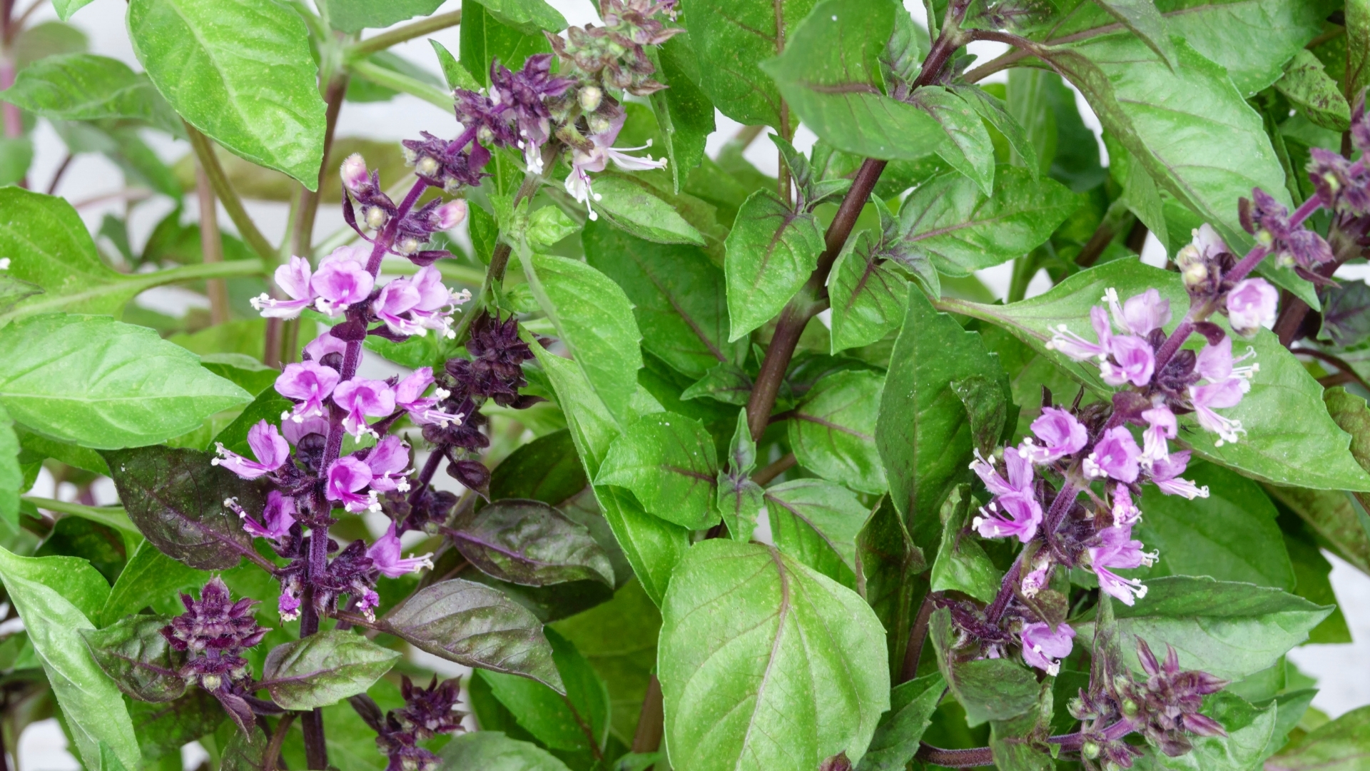 D-Linalool in der Hautpflege